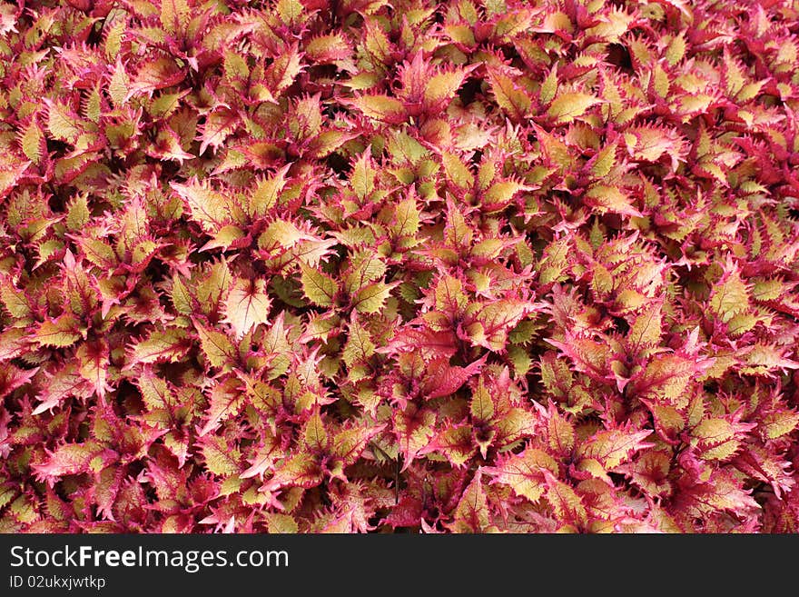 A Background of a Flowerbed of Red Tinged Leaves. A Background of a Flowerbed of Red Tinged Leaves.