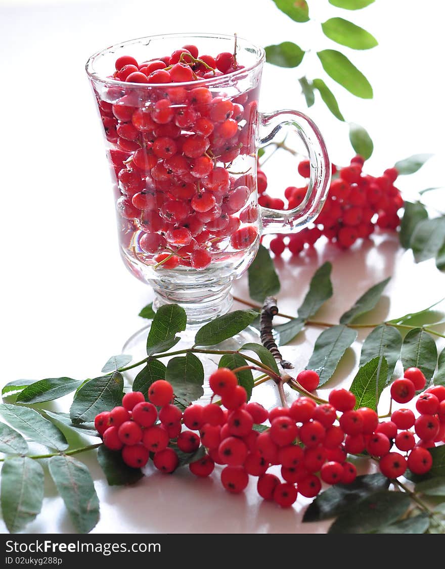 berries of wild ash in glass on a white background