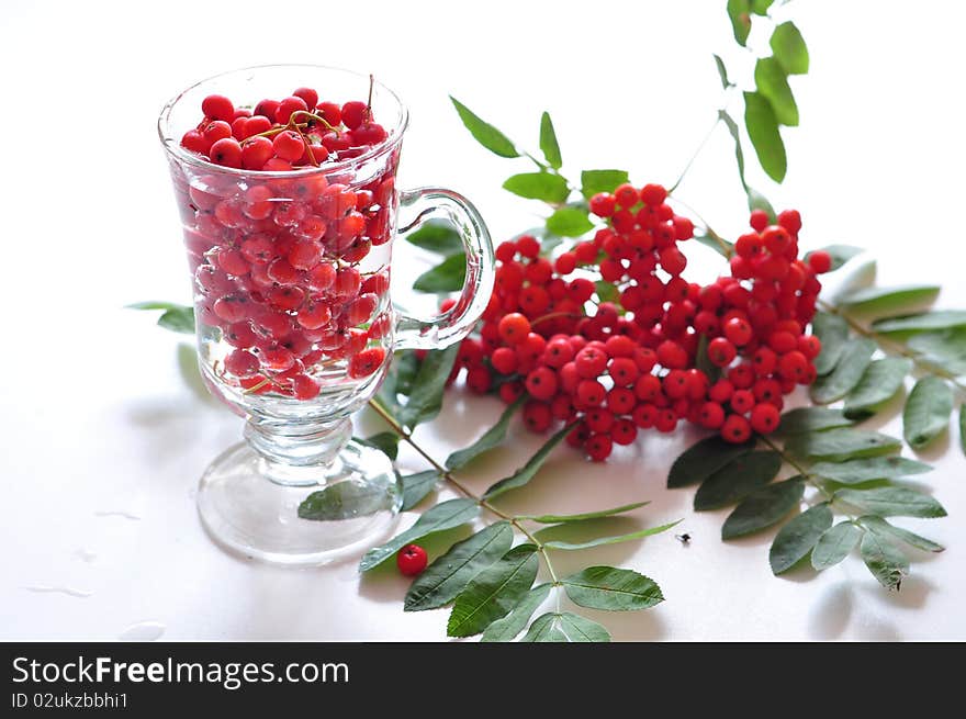 Berries of wild ash in glass on a white background