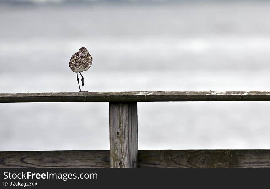 Willet (tringa semipalmata)