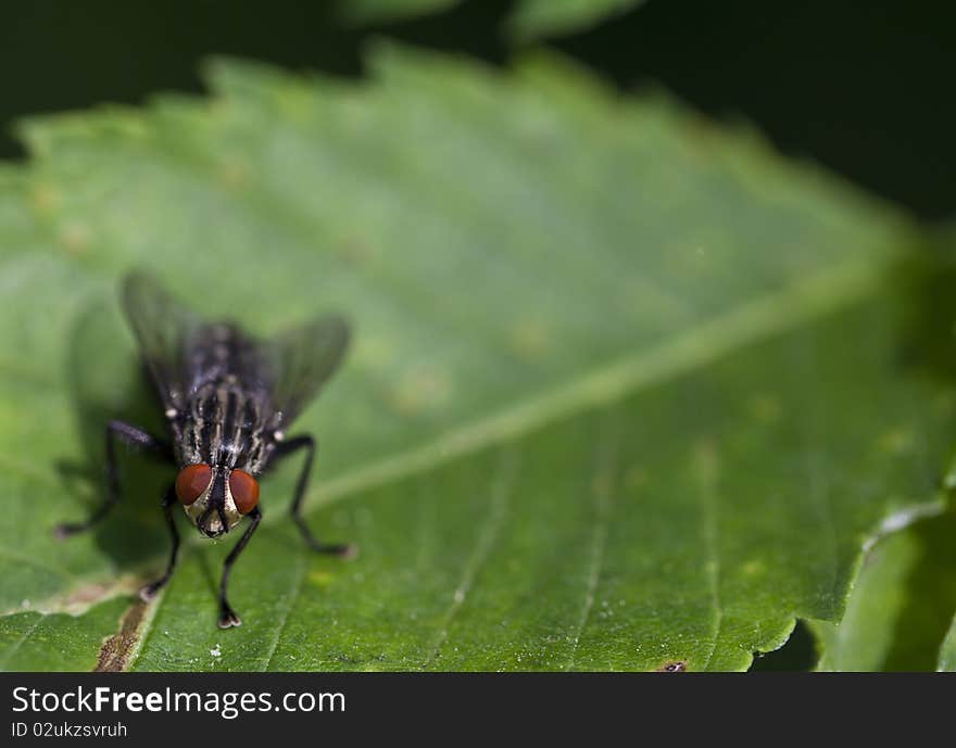 Blow fly  resting on green leaf in garden, Central Park