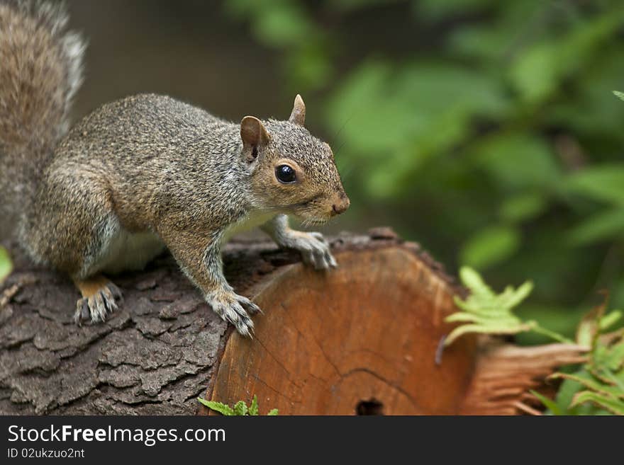 Eastern gray squirrel on log in the north woods of Central Park