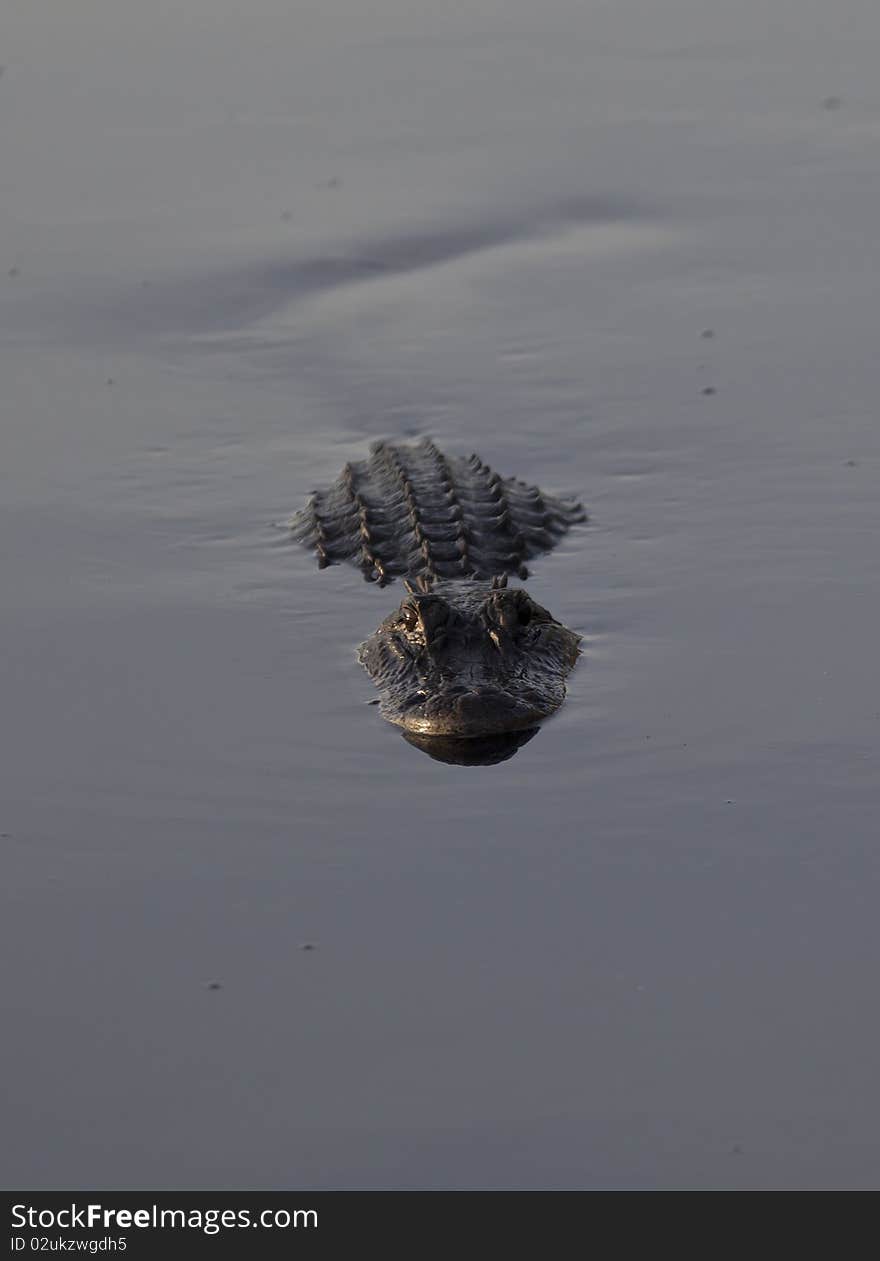 Alligator in Everglades