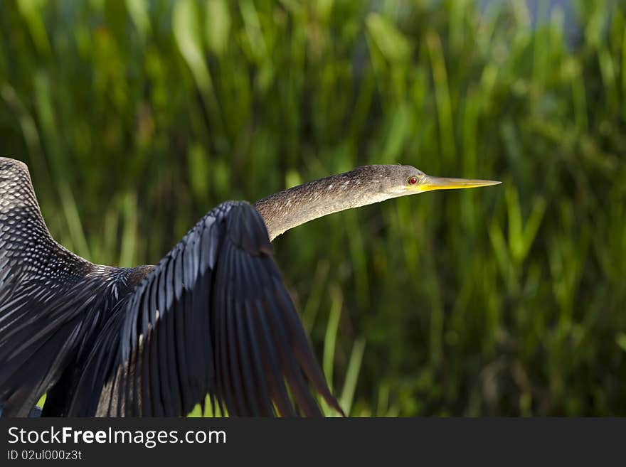 Anhinga bird in Everglades national Park in the early morning