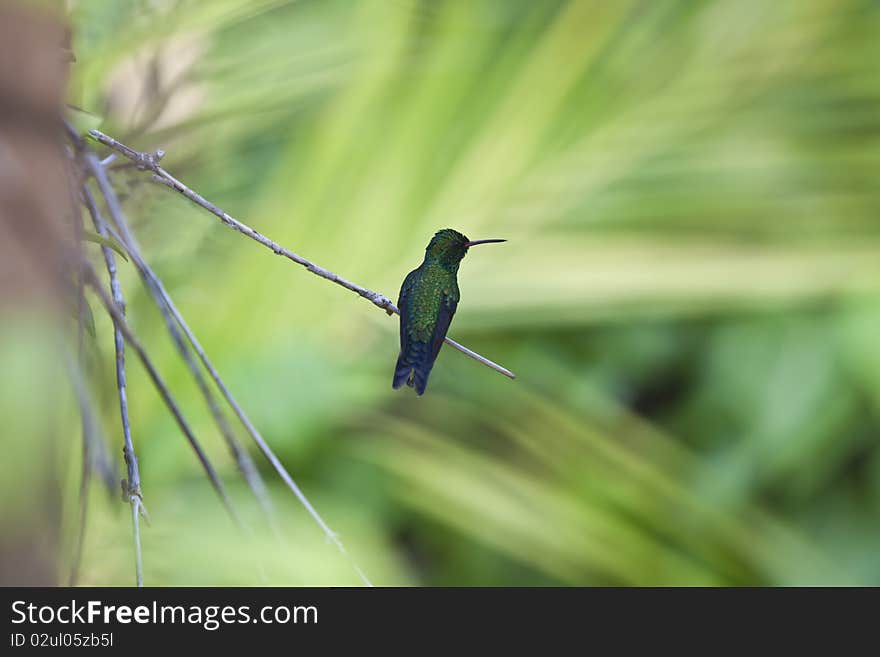 Canivet's Emerald (Chlorostilbon canivetii), male hummingbird resting between feedings in Roatan Honduras