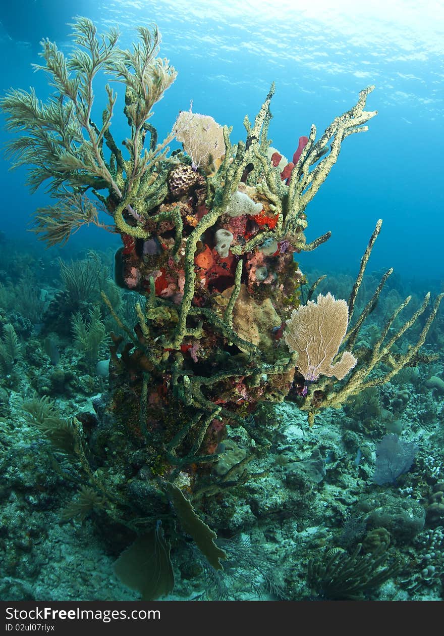 Coral reef off the coast of the Craibbean island, Roatan. Coral reef off the coast of the Craibbean island, Roatan