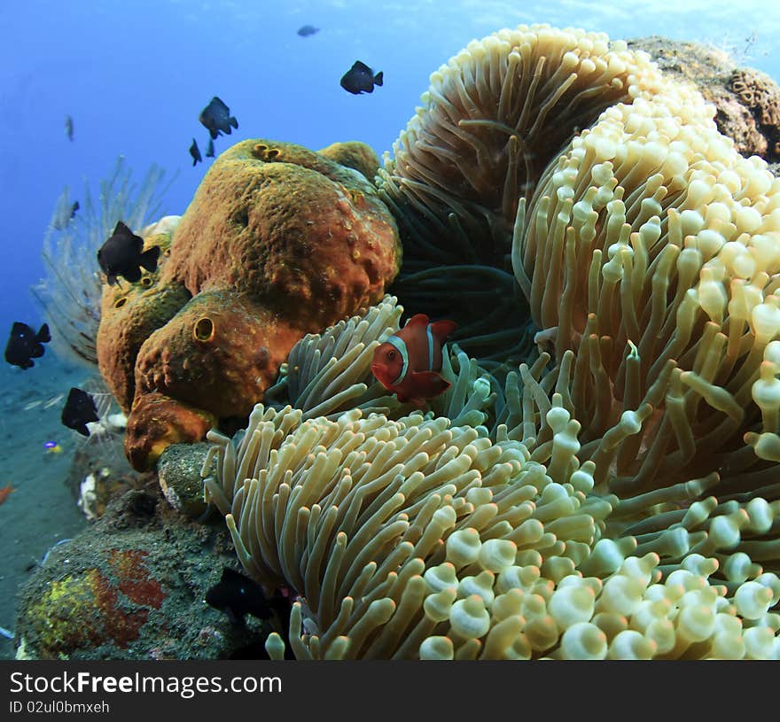 Anemone with clown fish