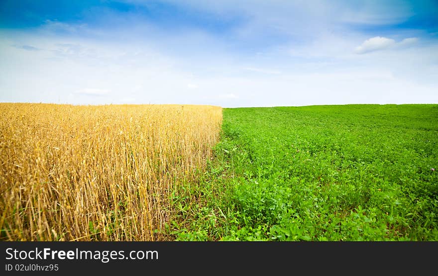 Clover and wheat field in late spring or early summer with blue sky and white clouds. Clover and wheat field in late spring or early summer with blue sky and white clouds