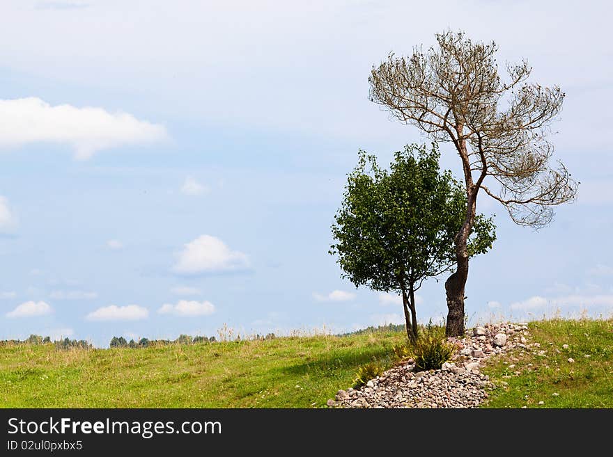 Solitary Two Trees on Green Field at summer. Solitary Two Trees on Green Field at summer