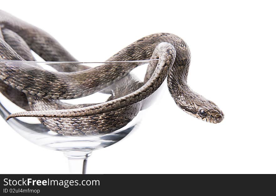 The snake lies in a goblet on a white background