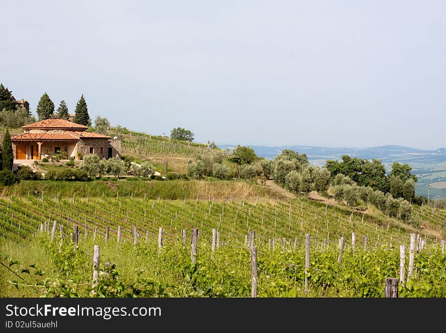 Sun-bathed vineyard in Tuskanian hills