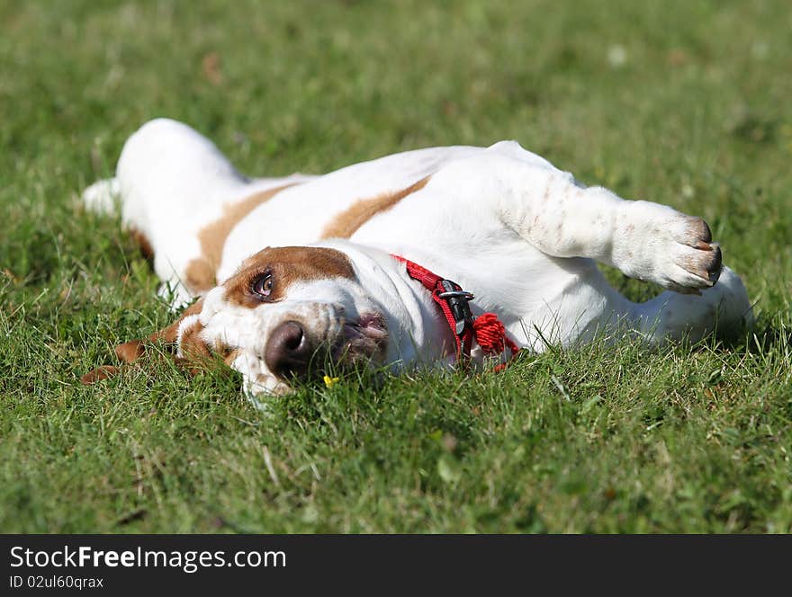 Basset hound on the grass