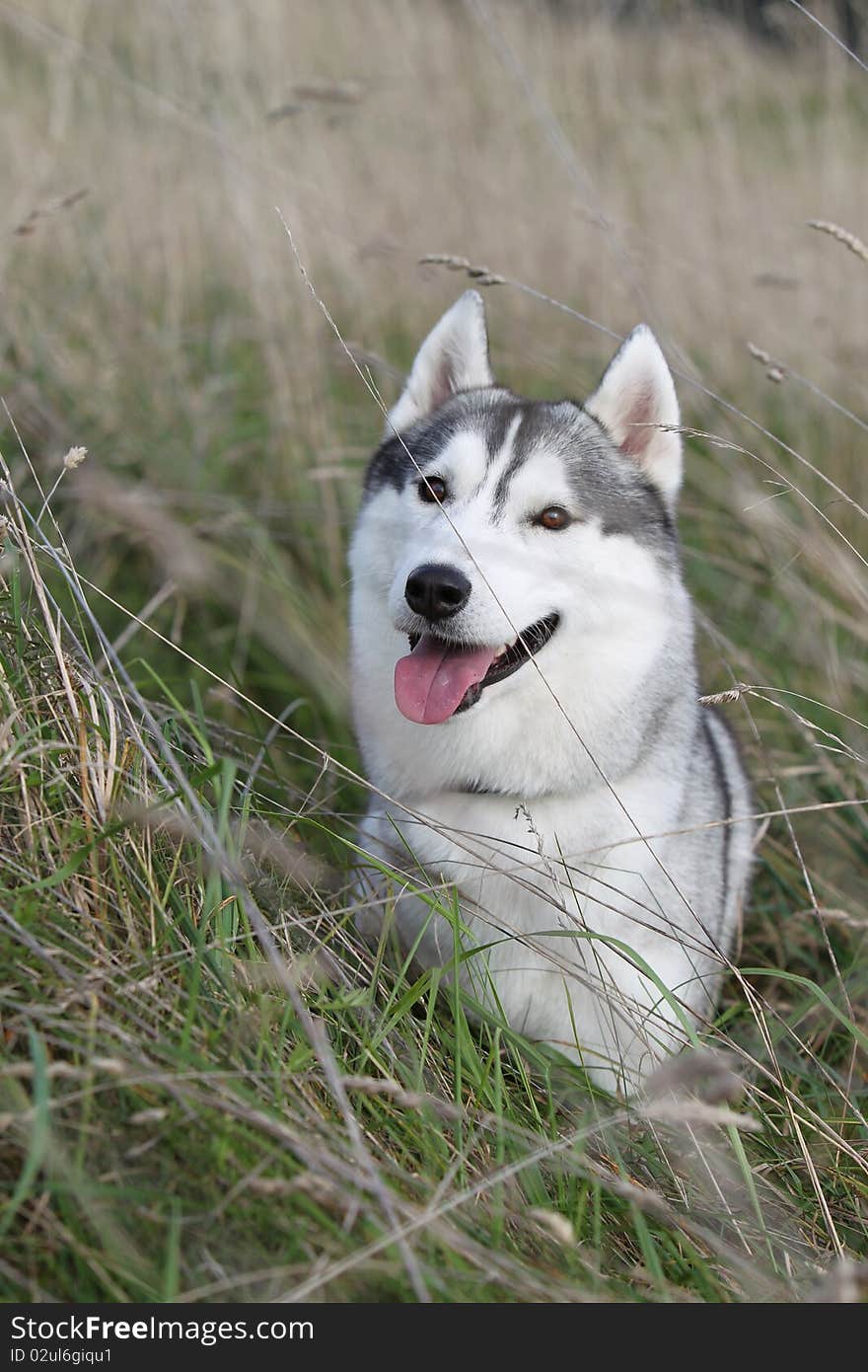 Siberian husky in the field