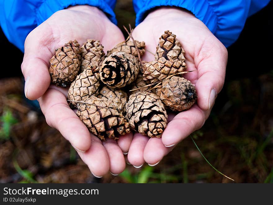 Fir cones in the woman palms. Fir cones in the woman palms