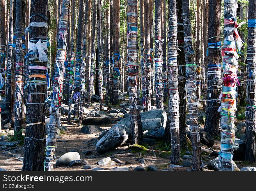 Buddhist Forest