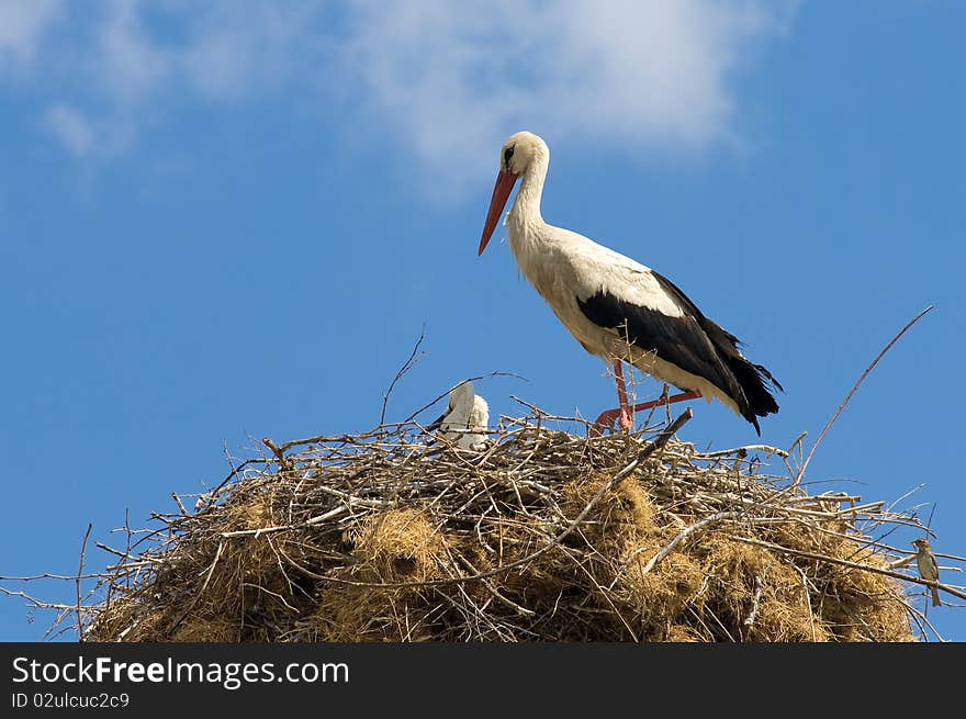 Its a stork which is living in nallıhan bird heaven in ankara in turkey.