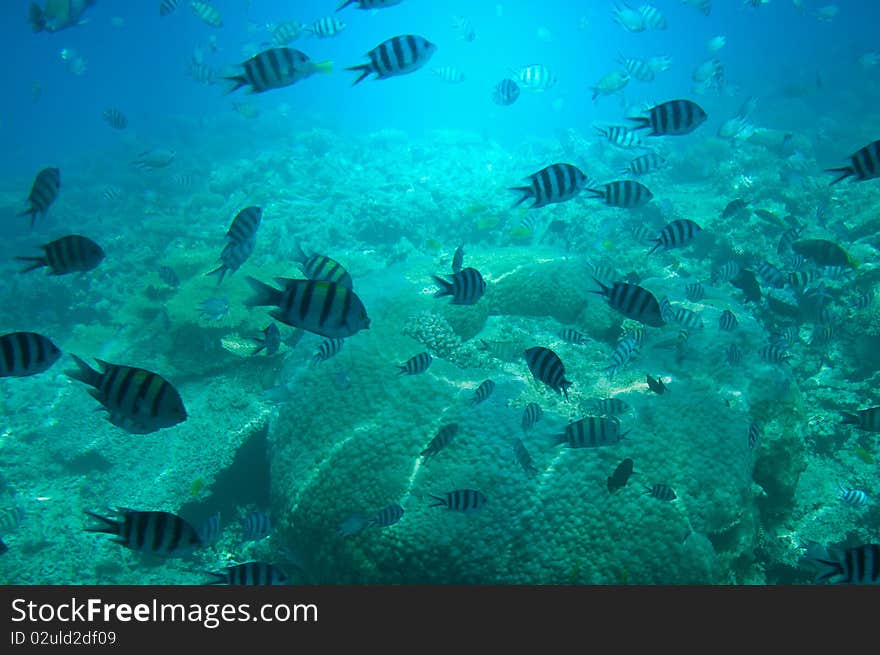 Underwater landscape of Red sea. Underwater landscape of Red sea.