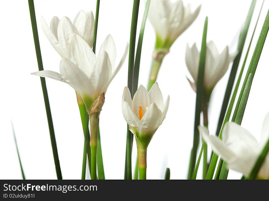 Lilies isolated on a white background. zephyranthes candida