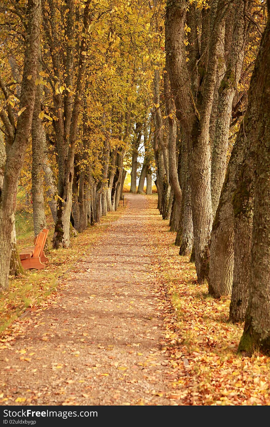 Beautiful golden autumn wayside trees