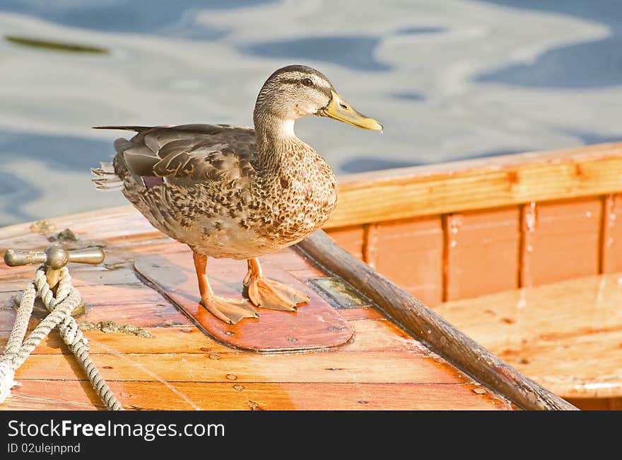 An image of a duck on board a small boat looking out over the Lake. An image of a duck on board a small boat looking out over the Lake.