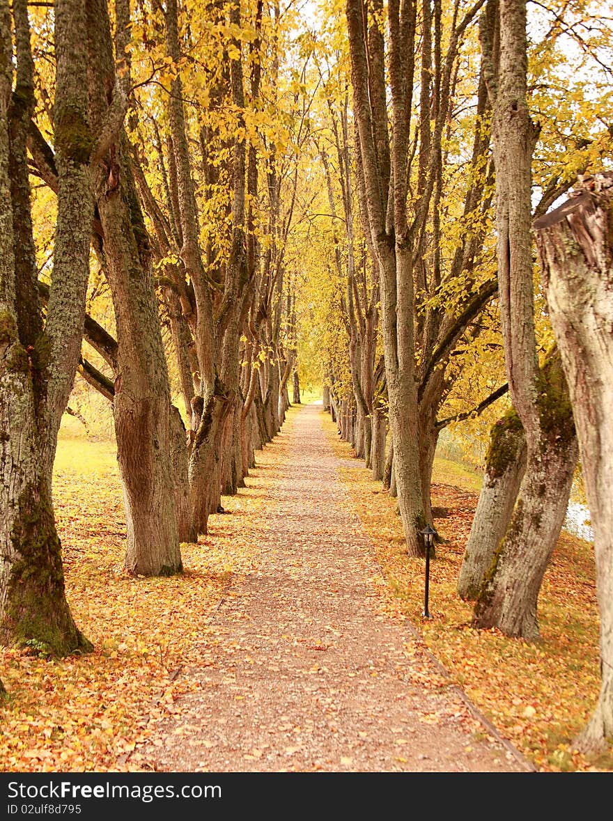 Beautiful golden autumn wayside trees. Beautiful golden autumn wayside trees