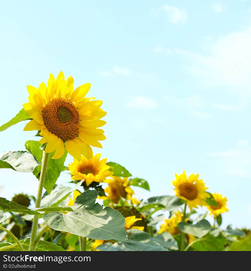 Beautiful sunflowers with green grass and blue sky