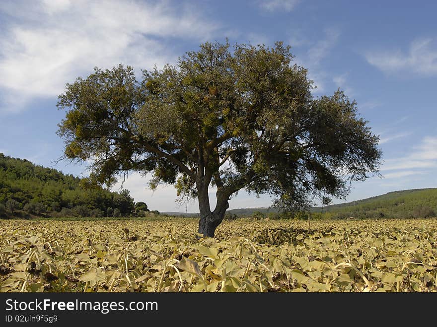 A nice blue sky scene with sunflower fields
full tree view. A nice blue sky scene with sunflower fields
full tree view