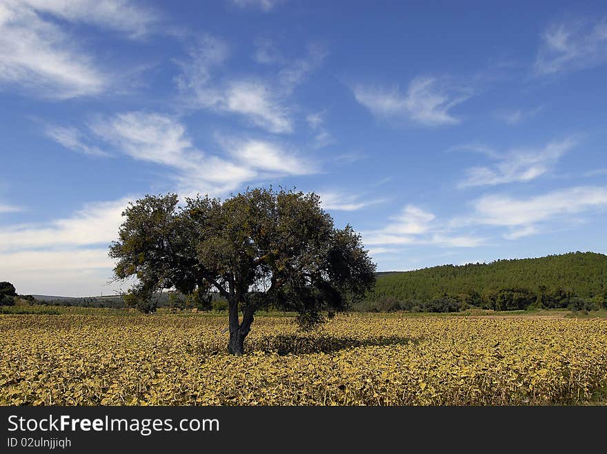 A Tree In The Sunflower Field