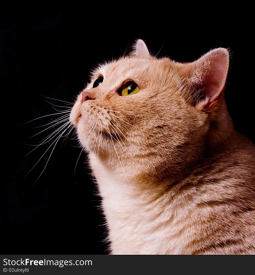 The pensive cat on black background