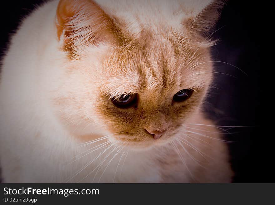 The pensive cat on black background