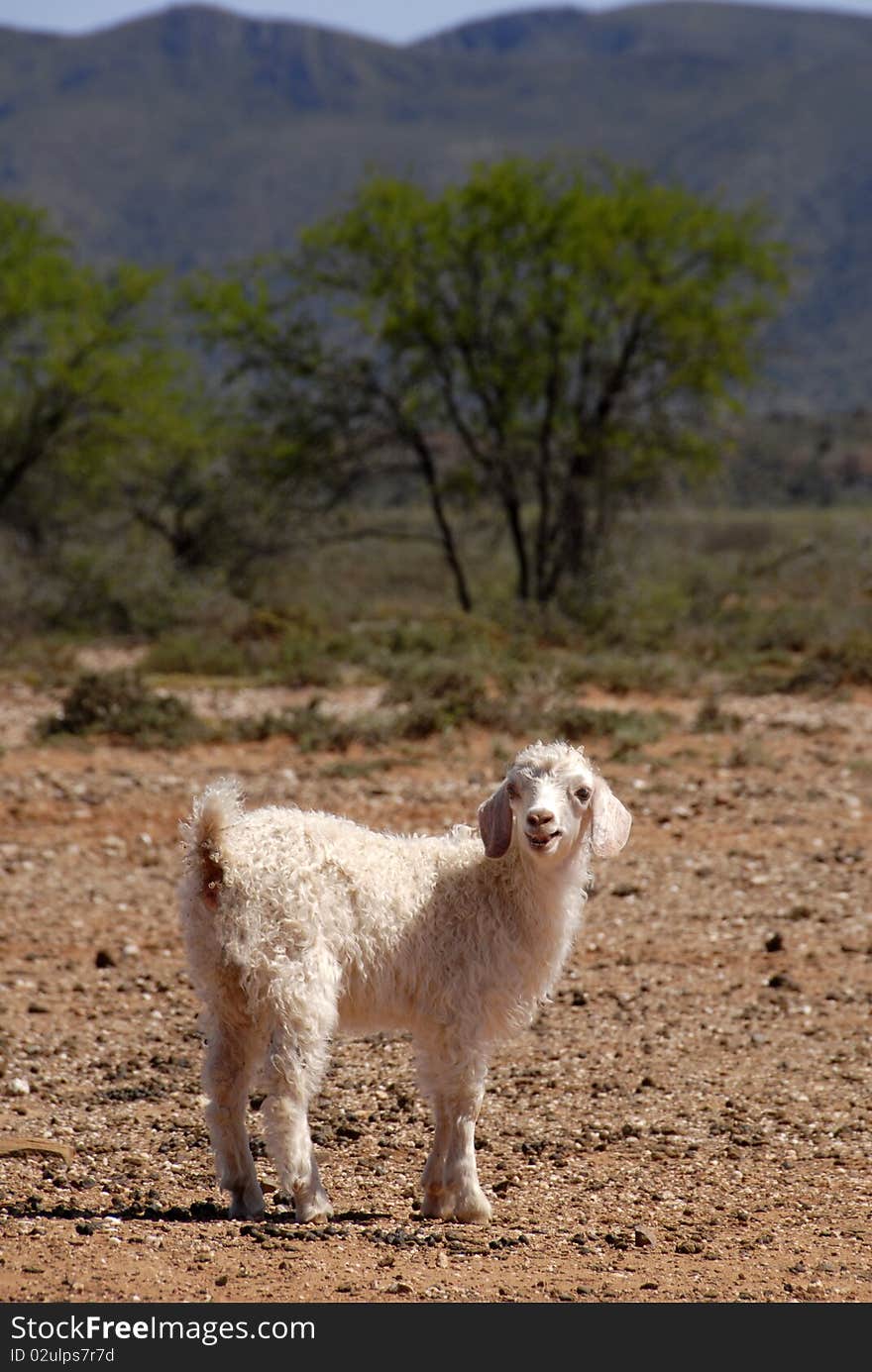 Angora kid with mountains in the background