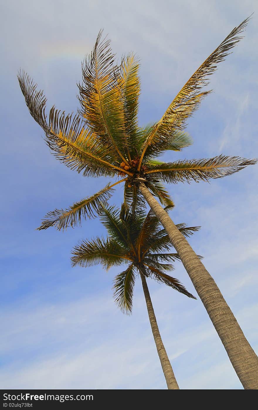 Two tropical coconut palm trees under blue sky