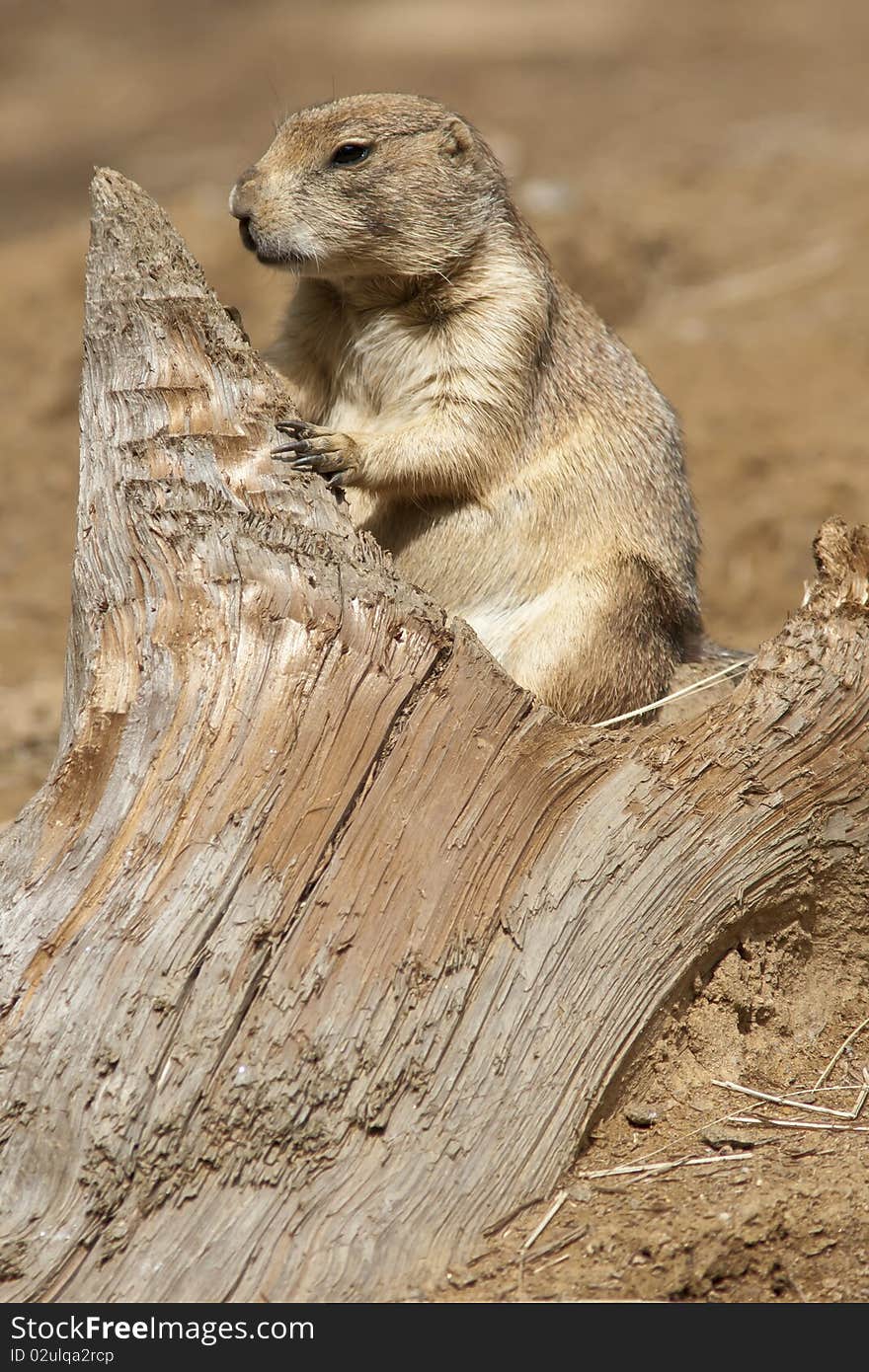 Prairie dog captured while leaning on a wood stump.