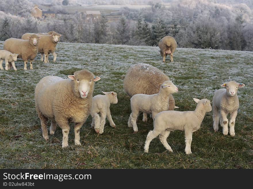 Sheep grazing in rural countryside