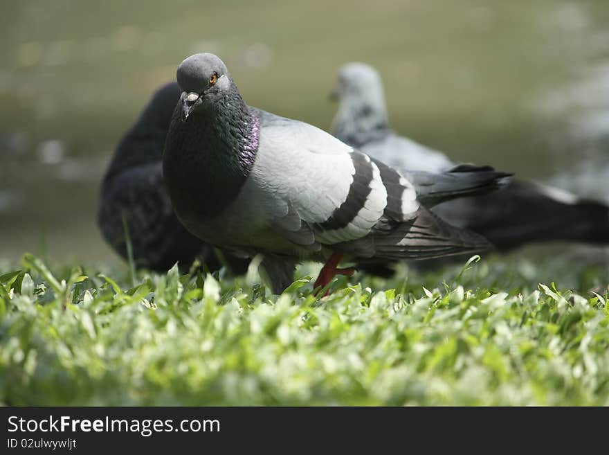 Pigeon