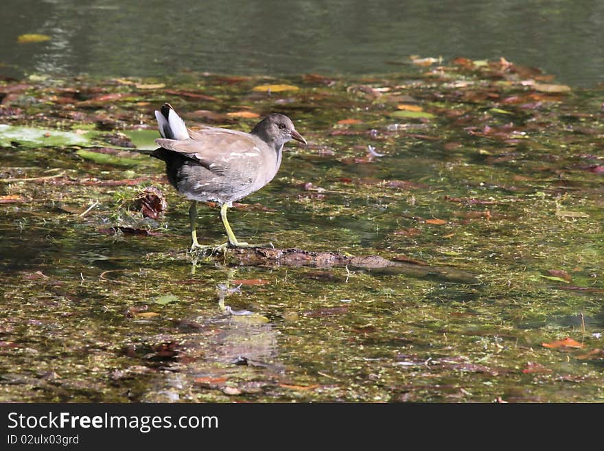 Moorhen on the banks of the yerres