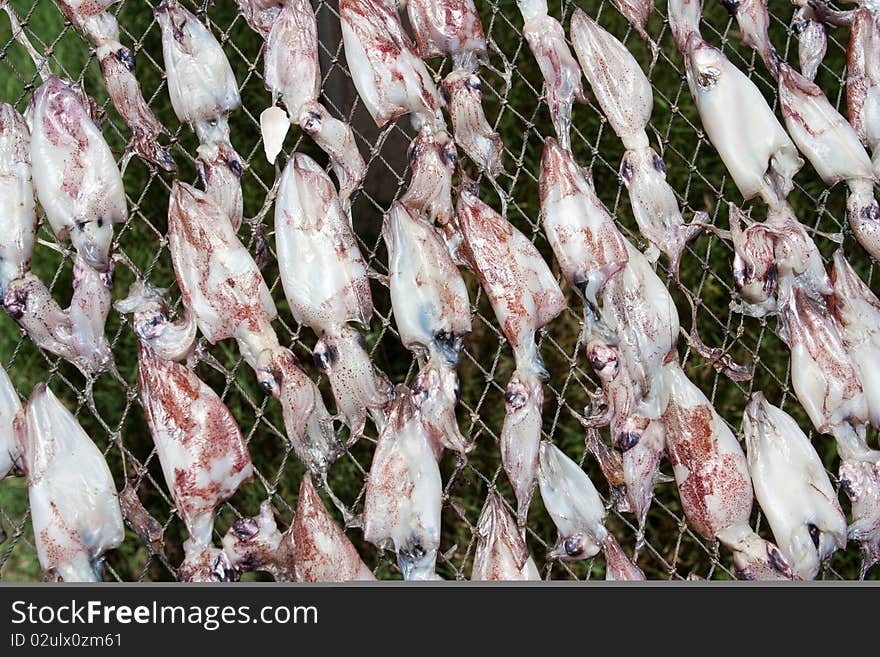 Drying squid