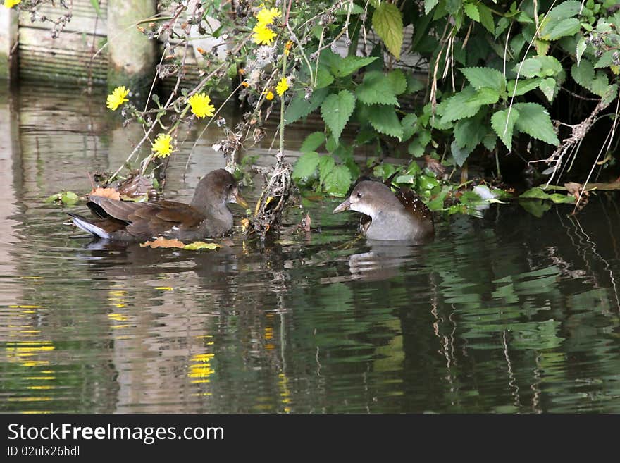 Moorhen on the banks of the yerres