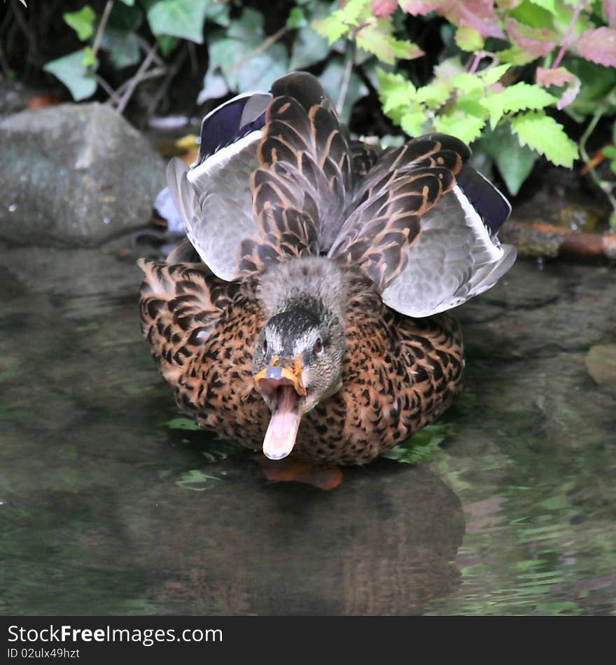 Angry duck on the banks of the yerres