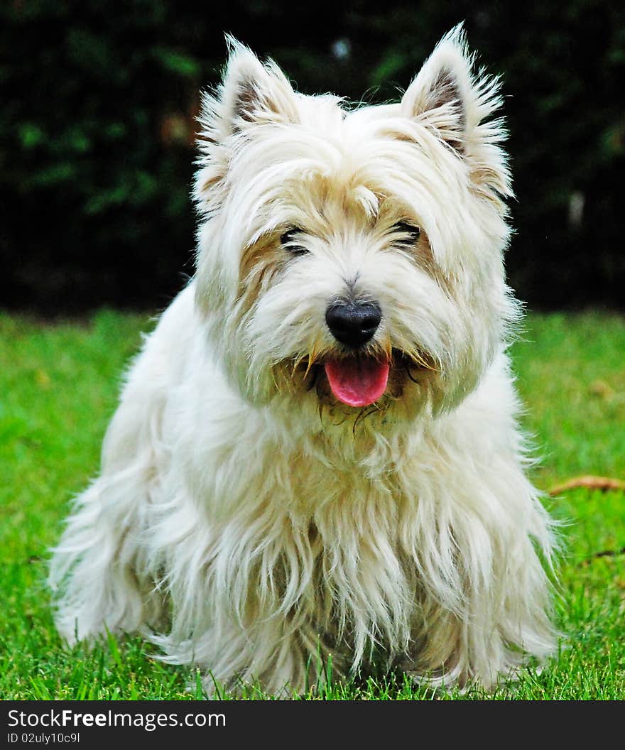 A little dog, a yorkshire, is looking to the camera and showing his pink tongue. A little dog, a yorkshire, is looking to the camera and showing his pink tongue.