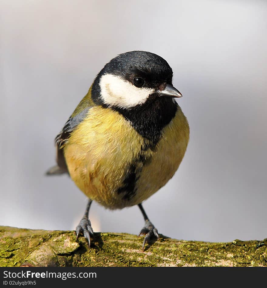 Great Tit