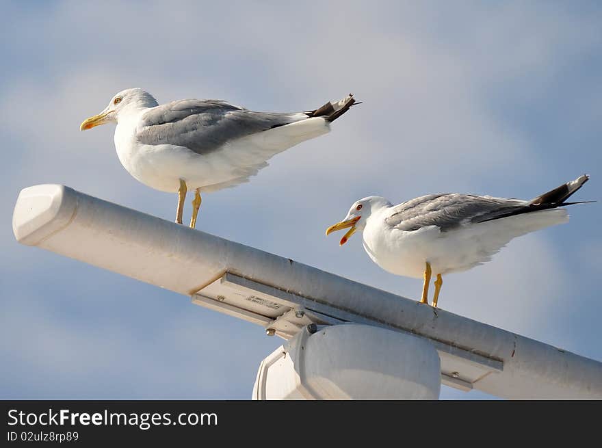 Radar with seagulls