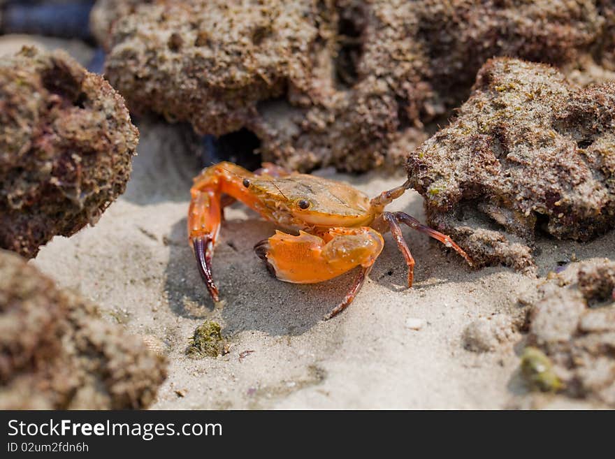 A crab on the beach