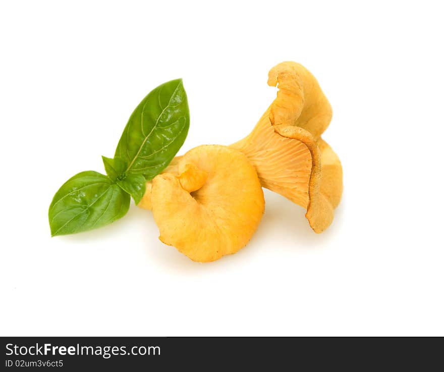 Chanterelles with basil on white background