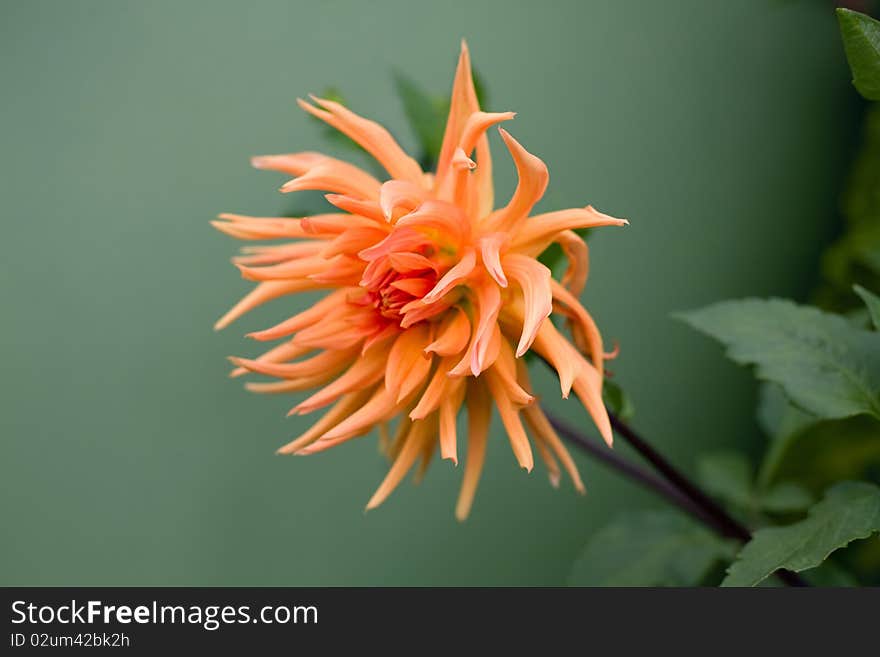 Orange dahlia