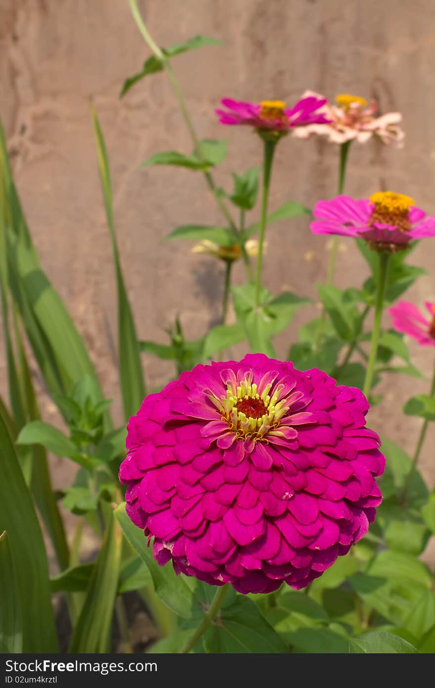 Flowers   Red  Petals