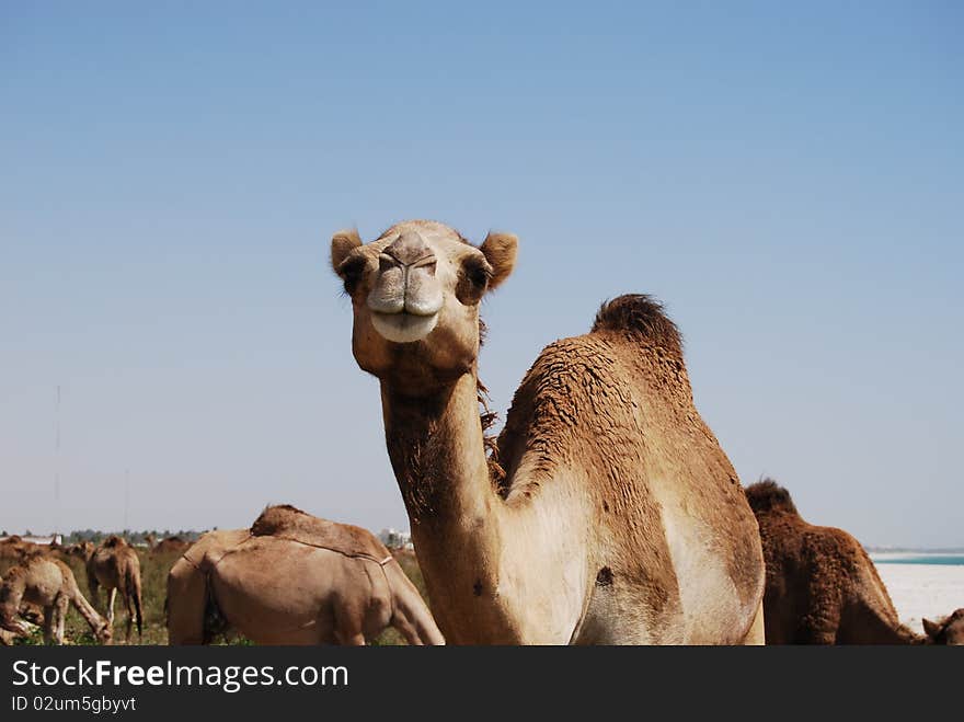 Camel close up