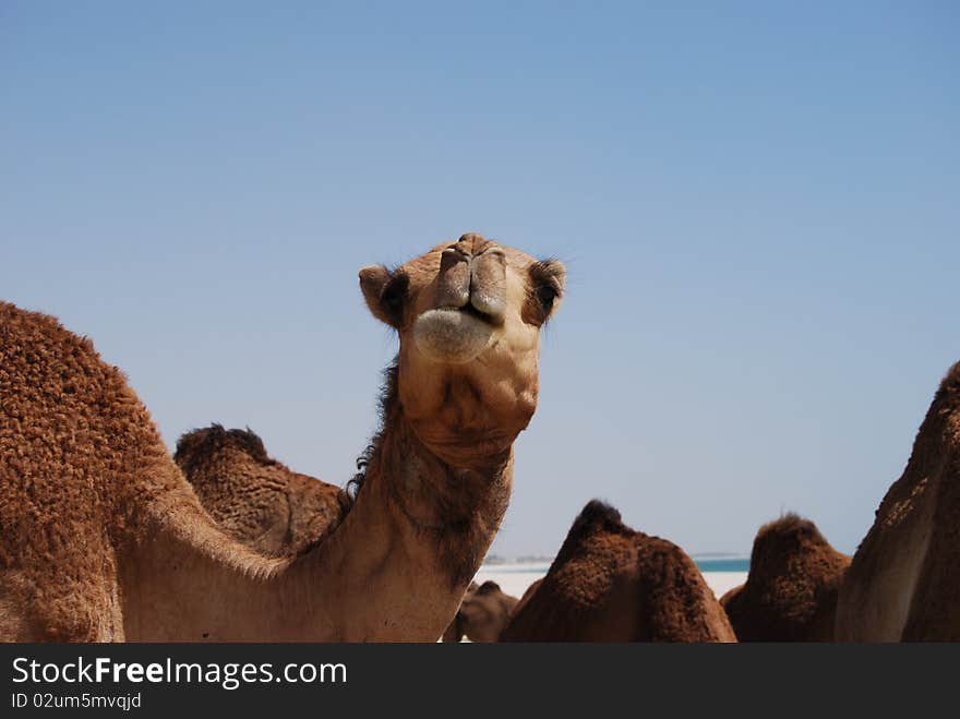 Funny looking camel