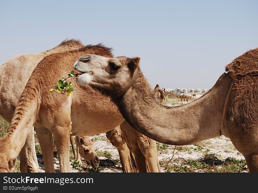 Camel eating