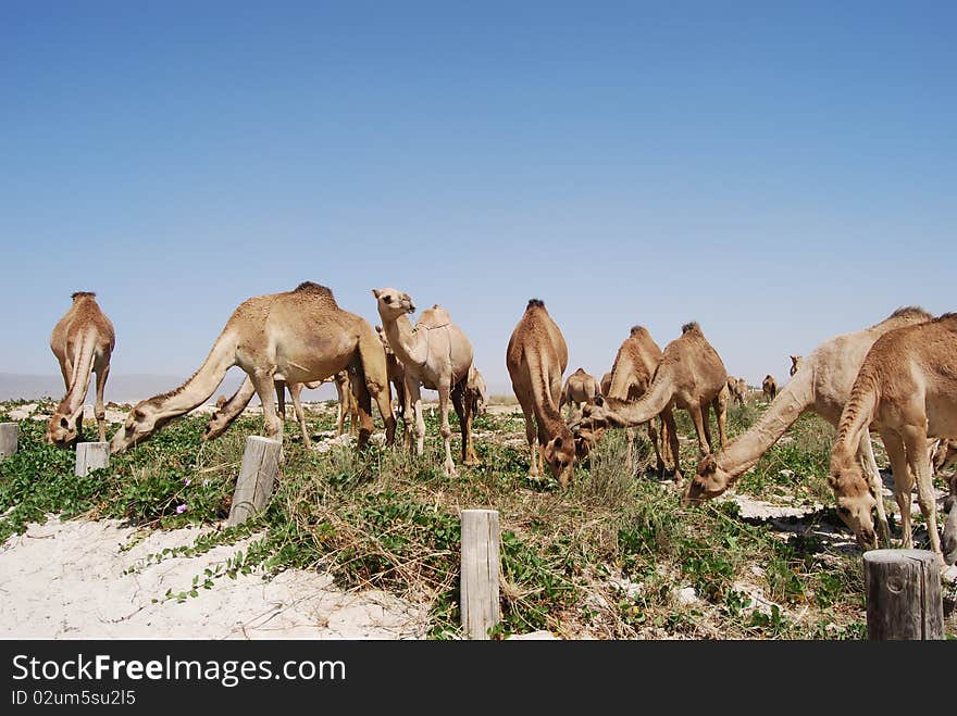 Camels on the beach